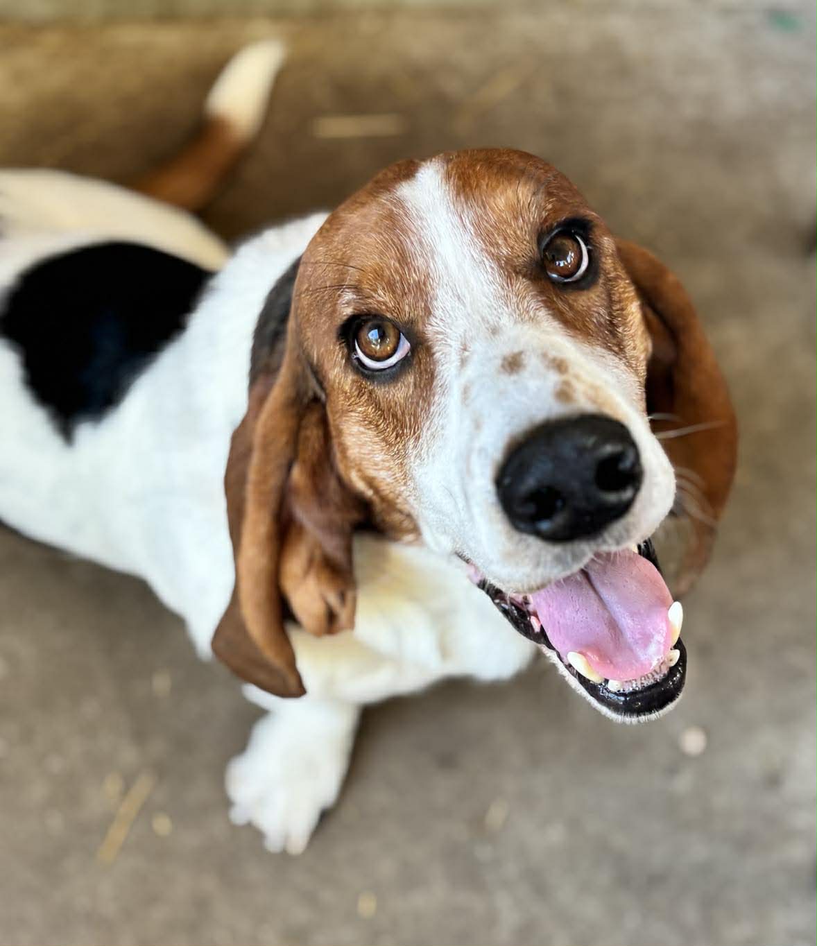 RIO - ADOPTION PENDING!