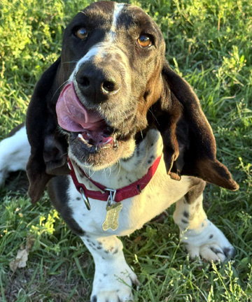 FLASH - ADOPTION PENDING!, an adoptable Basset Hound in Milmay, NJ
