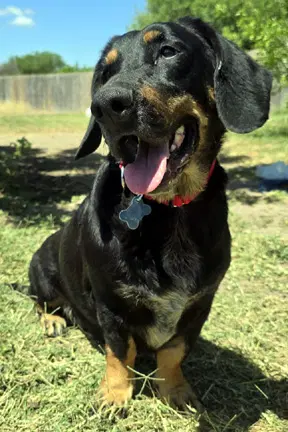 Carla - Basset Hound