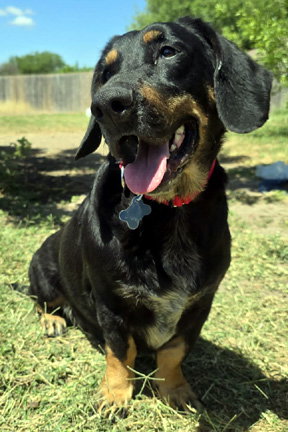 CARLA, an adoptable Basset Hound in Milmay, NJ