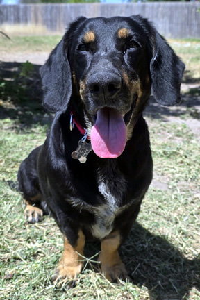 CARLA - ADOPTION PENDING!