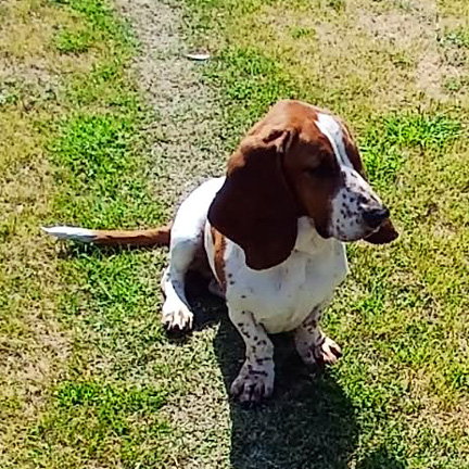 PHOEBE, an adoptable Basset Hound in Milmay, NJ