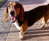 WINSTON - ADOPTION PENDING! - Photo 1