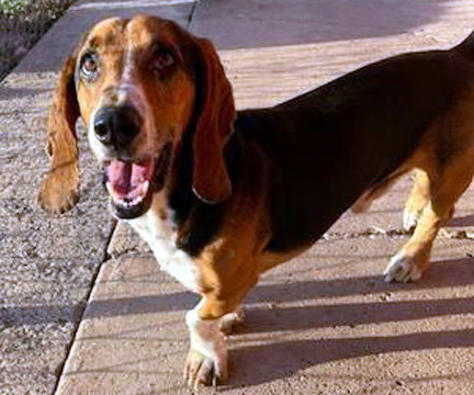 WINSTON, an adoptable Basset Hound in Milmay, NJ