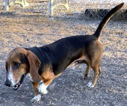 WINSTON - ADOPTION PENDING! - Basset Hound available for adoption