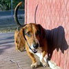 WINSTON - ADOPTION PENDING! - Photo 3