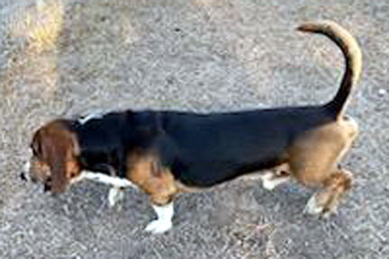WINSTON - ADOPTION PENDING!
