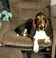 MABEL - ADOPTION PENDING!, an adoptable Basset Hound in Milmay, NJ