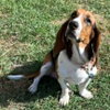 LADY - ADOPTION PENDING! - Photo 3