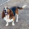 LADY - ADOPTION PENDING! - Photo 2