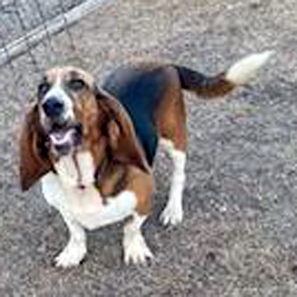 LADY, an adoptable Basset Hound in Milmay, NJ