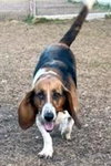 LADY - ADOPTION PENDING! - Photo 4