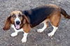 LADY - ADOPTION PENDING! - Photo 5