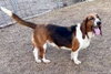 LADY - ADOPTION PENDING! - Photo 6