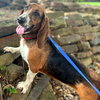 LADY - ADOPTION PENDING! - Photo 1
