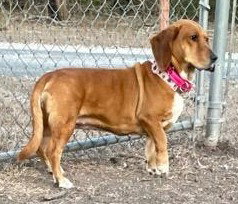 LACY, an adoptable Basset Hound in Milmay, NJ