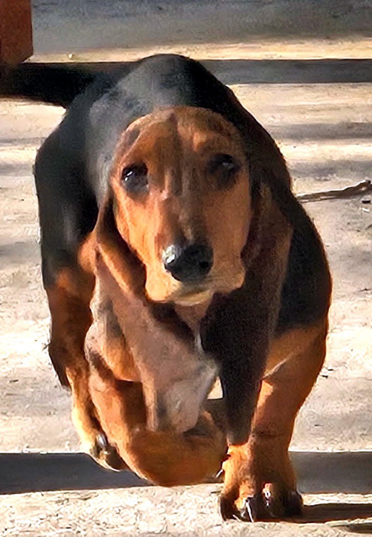 ROSIE