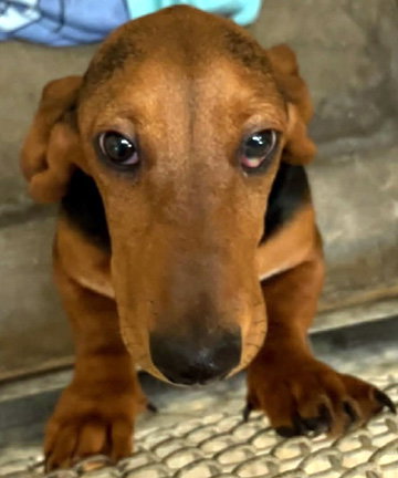 ROSIE