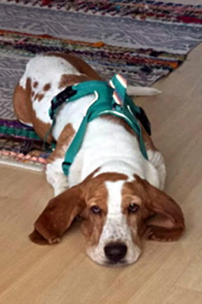 SAM - ADOPTION PENDING!