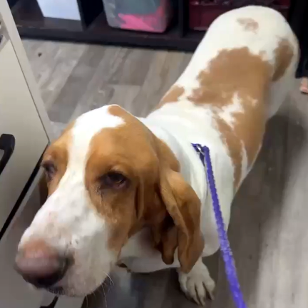 MOOSE - ADOPTION PENDING!, an adoptable Basset Hound in Milmay, NJ