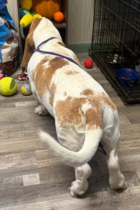 MOOSE - ADOPTION PENDING!