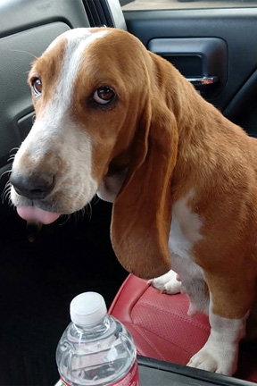 NELLIE - ADOPTION PENDING!