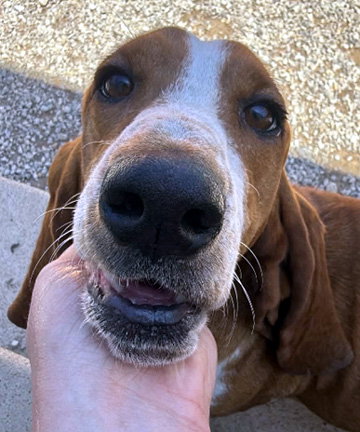 NELLIE - ADOPTION PENDING!