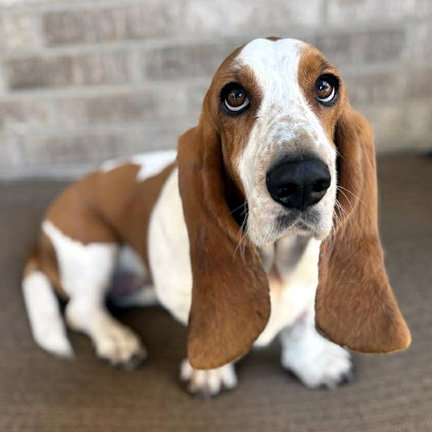 JOLENE - ADOPTION PENDING!, an adoptable Basset Hound in Milmay, NJ