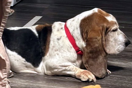 LOUIS, an adoptable Basset Hound in Milmay, NJ