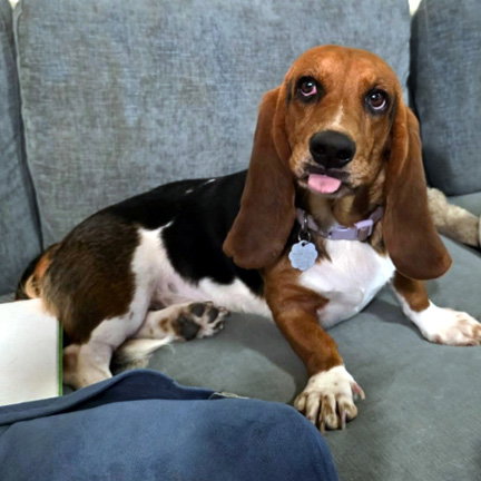 DAISY, an adoptable Basset Hound in Milmay, NJ