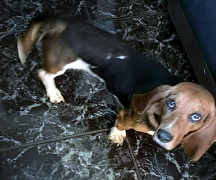 DAISY