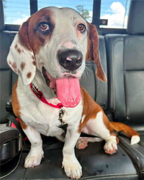 PRINCESS, an adoptable Basset Hound in Milmay, NJ