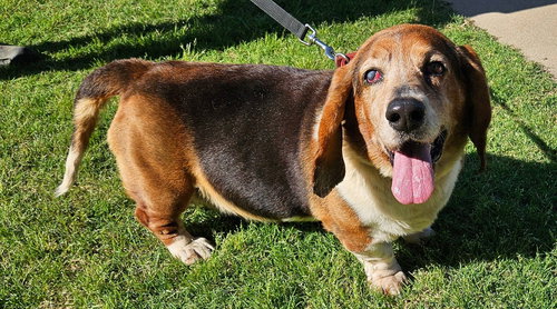 HENRY, an adoptable Basset Hound in Milmay, NJ
