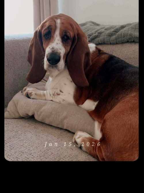 LUCY, an adoptable Basset Hound in Milmay, NJ