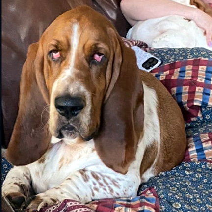 SARGE - ADOPTION PENDING!