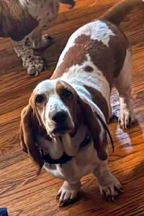 JEMMA 2, an adoptable Basset Hound in Milmay, NJ