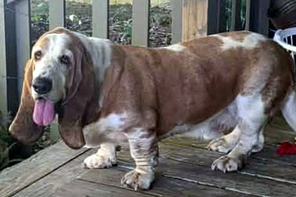 RAMSEY, an adoptable Basset Hound in Milmay, NJ