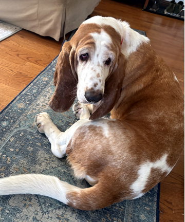 RAMSEY - ADOPTION PENDING!