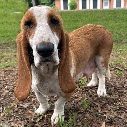 BUTTERSCOTCH - ADOPTION PENDING!