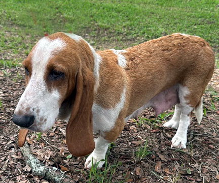 BUTTERSCOTCH - ADOPTION PENDING!
