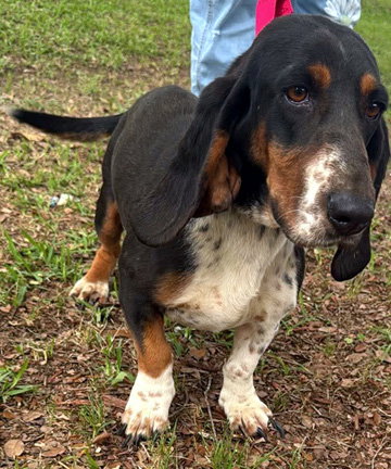 SNICKERDOODLE - ADOPTION PENDING!