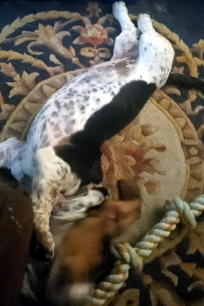 NIKKI - ADOPTION PENDING!