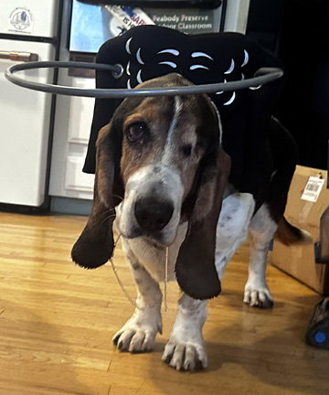 TOBIAS, photo 2