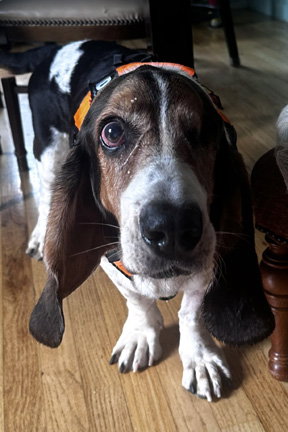 TOBIAS, photo 5