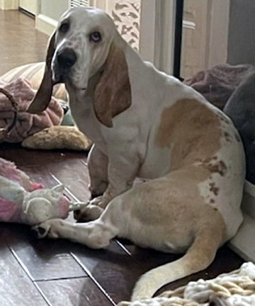 PATRICK - ADOPTION PENDING!