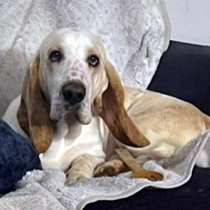 PATRICK - ADOPTION PENDING!