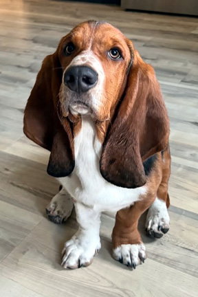 LANE - ADOPTION PENDING!