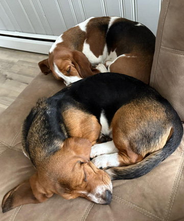 LANE - ADOPTION PENDING!