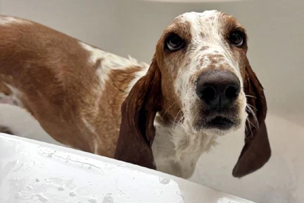 Sandy - Adoption Pending