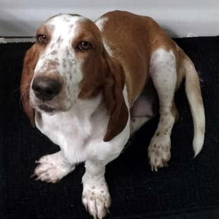 SANDY - ADOPTION PENDING!
